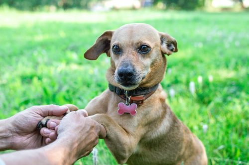 Paws of dog in hands of owner. Concept of friendship and relationship between man and dog.